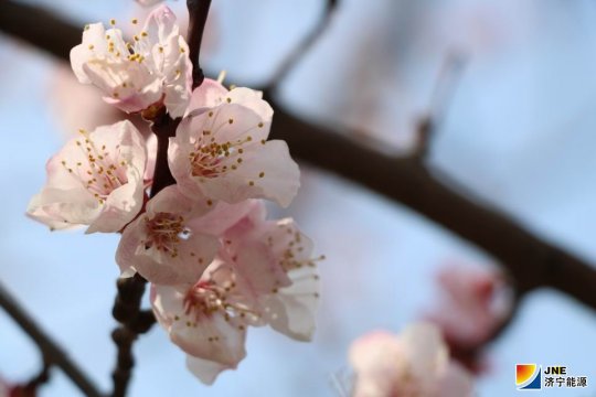 春暖花開日  義橋花海時
