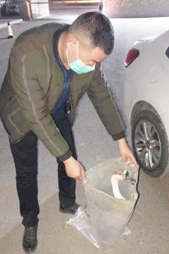 兩只大雁受傷墜落  幸獲安居煤礦職工及時救助