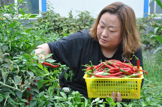 花園煤礦“綠色菜園”喜獲豐收
