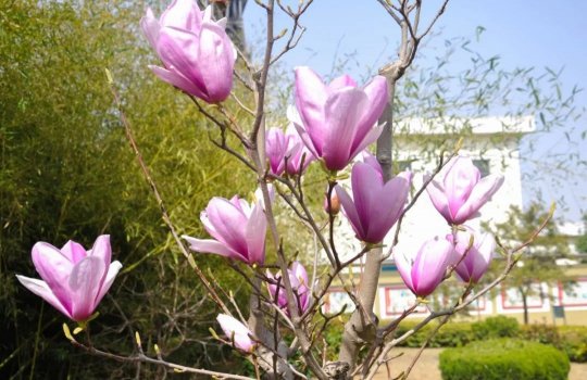 圖說丨花園煤礦花開香滿園