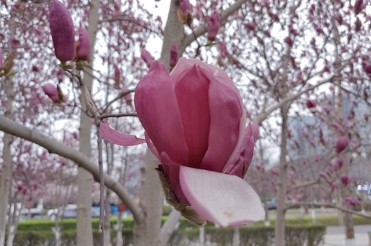 春暖花開