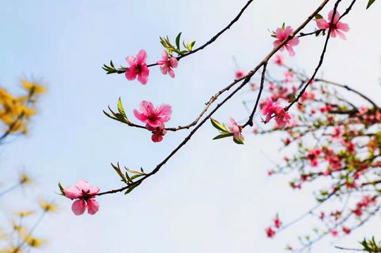 赴一場與“春天”的約會