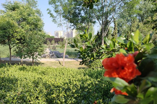 五月淺夏