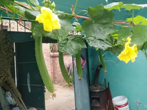 父親的菜園