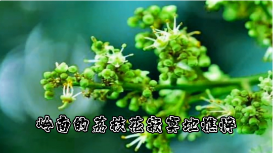敬讀紅色經典 |《我用殘損的手掌》