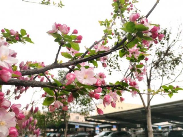 人間最美四月天丨霄云煤礦：鏡頭下的“春天”美如畫